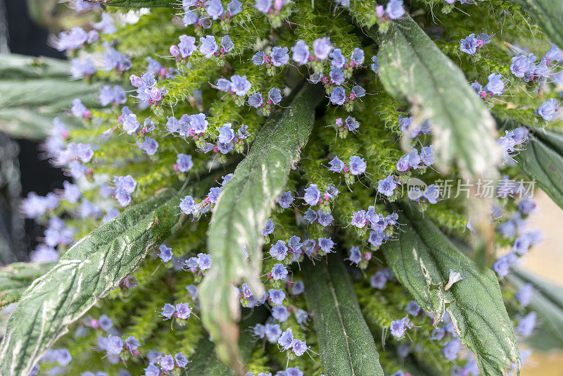 萨默塞特的Echium Pininana